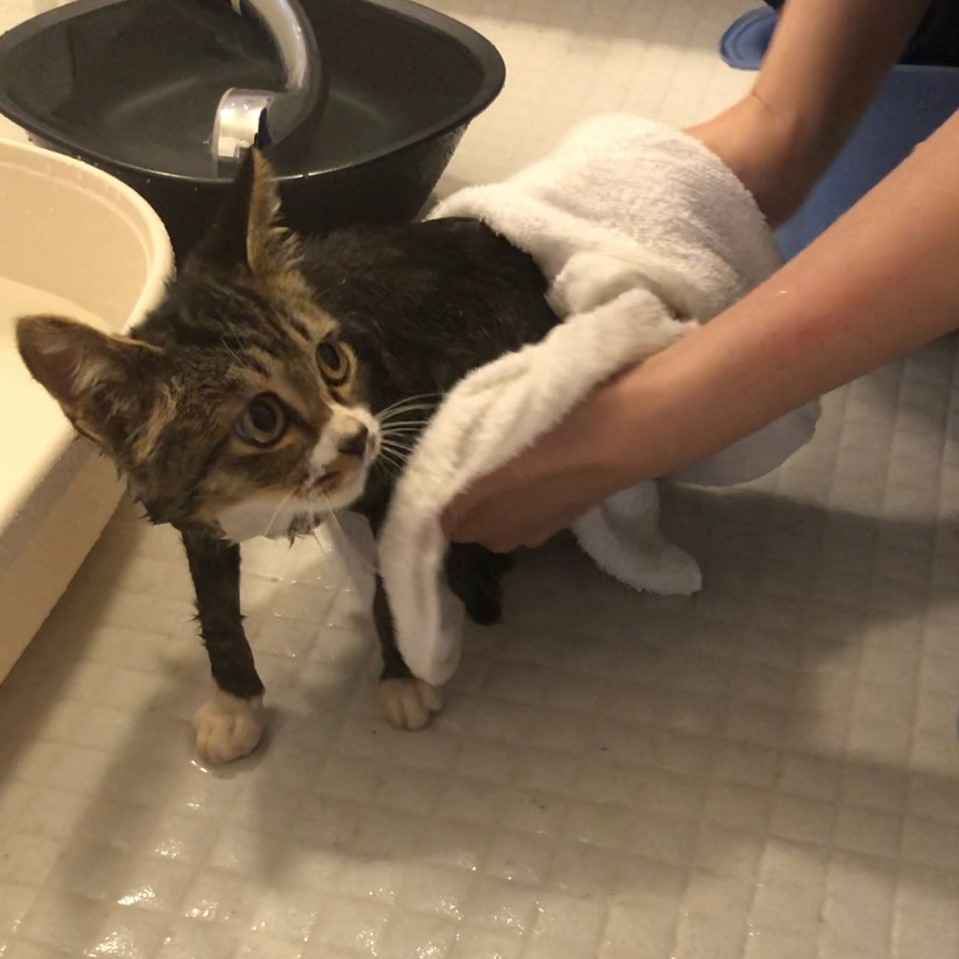 初めてのお風呂 やっぱり猫は水が嫌い 猫とカミさんと私